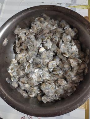 这是冲洗了四五遍的鱼鳞，摸上去上面还有些黏糊糊的，腥味儿比较重！