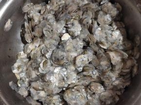 这是冲洗了四五遍的鱼鳞，摸上去上面还有些黏糊糊的，腥味儿比较重！
