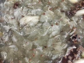 盖上锅盖开大火煮开！