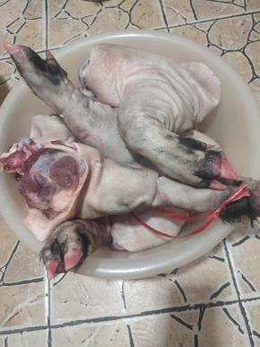 看看这个四个猪蹄，就知道这猪肉好吃，香！猪蹄上面还有很多猪毛，一会儿把肉腌制好了，出去买一个电烙铁回来处理它！