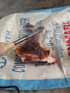 猪蹄用电烙铁，把上面残留的猪毛烙干净！（电烙铁插上电源，大约5分钟左右，电烙铁就会变得红红的，把电烙铁使劲儿按压在猪蹄上，慢慢的按压移动，很快就会把猪蹄上的猪毛烙干净！）