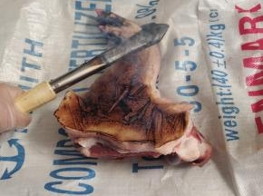 猪蹄用电烙铁，把上面残留的猪毛烙干净！（电烙铁插上电源，大约5分钟左右，电烙铁就会变得红红的，把电烙铁使劲儿按压在猪蹄上，慢慢的按压移动，很快就会把猪蹄上的猪毛烙干净！）