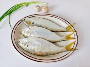 准备好新鲜的鲥鱼。