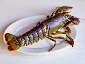 将波士顿龙虾清洗干净。