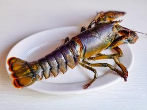 将波士顿龙虾清洗干净。