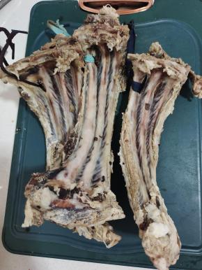 这是我年前腌制的腊排骨，今天取一点下来吃！