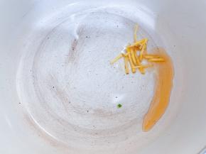 锅里加入少许芝麻油，下入姜丝爆香