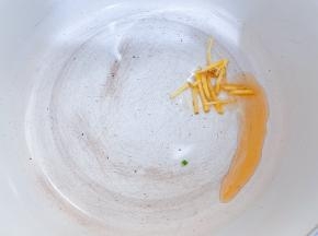 锅里加入少许芝麻油，下入姜丝爆香