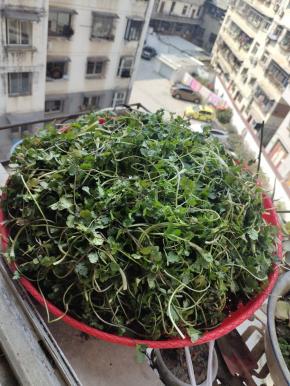 香菜洗净，放在阳光下或者通风处晾晒！（中途记得翻动几次！）