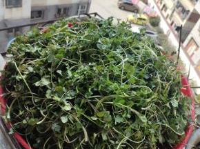 香菜洗净，放在阳光下或者通风处晾晒！（中途记得翻动几次！）