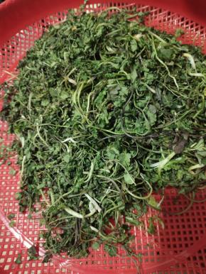 晾晒至香菜变蔫了，没有水份了就可以了！（我放在我家阳台上晾晒了两天！）