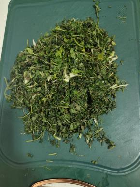 晾晒好的香菜切碎！