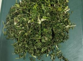 晾晒好的香菜切碎！