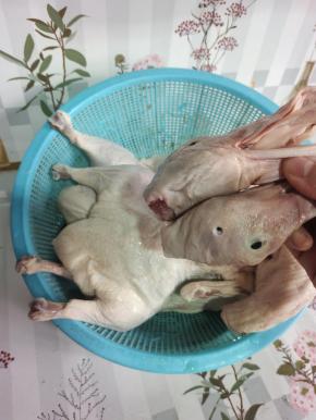 把鸭头取下来，（攥起来卤鸭头吃！）