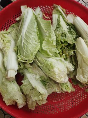 白菜清洗干净，放在阳台上晾晒两天，白菜晒蔫吧！