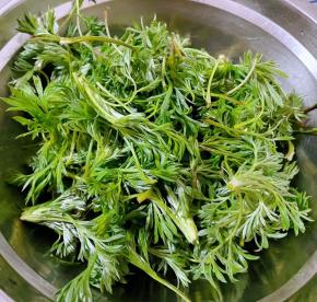 处理好的白蒿沥干水份备用