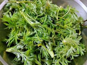 处理好的白蒿沥干水份备用