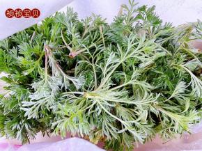 在山坡上朋友自己采摘的白蒿只有这个季节的白蒿芽最嫩最鲜美下几场春雨白蒿长的速度特别快就老了不好吃了