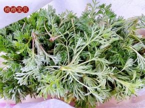 在山坡上朋友自己采摘的白蒿只有这个季节的白蒿芽最嫩最鲜美下几场春雨白蒿长的速度特别快就老了不好吃了