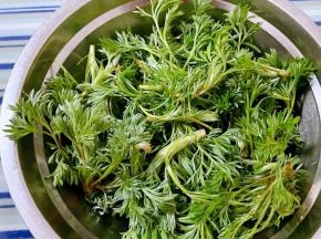 白蒿简单的摘去杂质去蒂因为摘的时候已经非常细心的挑选了