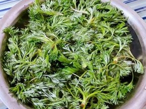 白蒿在清水中浸泡一会儿清洗干净