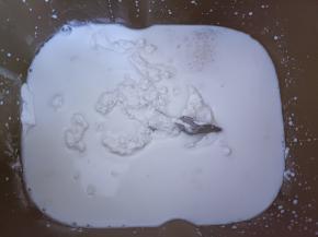 面包机内放入面粉、牛奶，盐和糖对角放，中间挖个洞放入酵母。启动面包机揉面程序10分钟面团揉光滑后，加入黄油，继续揉15分钟。