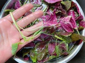 红苋菜去掉老梗淘洗干净