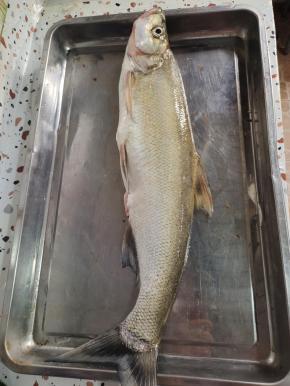 老公辛苦一晚上钓了一条大白鱼，足足有六七斤重！虽然是白鱼，不过比较大。肉多刺少，而且都是大刺！所以就拿来做香辣烤鱼吃，换换口味！你也可以选择用草鱼或者其他肉多刺少的鱼，来做这道菜！


把鱼刮去鱼鳞，去掉内脏和鱼鳃，清洗干净备用！