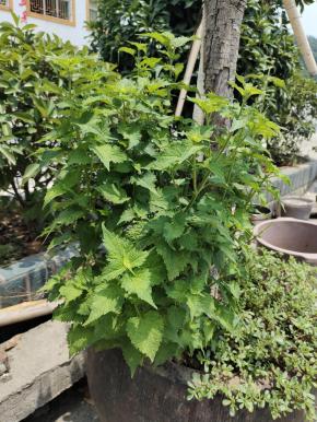 我婆婆家门前种了好大一颗大茴香，每次回老家，我都会掐一些大茴香回来，处理好，留着煎鱼的时候放一点吃！