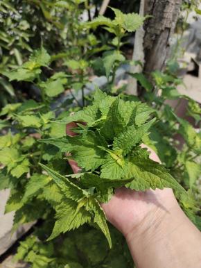 把大茴香的头和叶子掐下来！