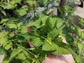 把大茴香的头和叶子掐下来！