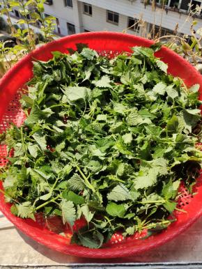 清洗干净，沥干水分，放在太阳下晒两天！