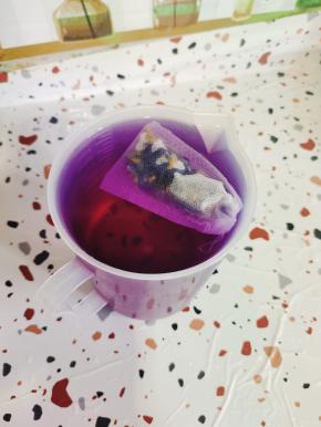 蝶豆花遇到酸酸甜甜的柠檬果蜜就会变成很漂亮的紫粉色！