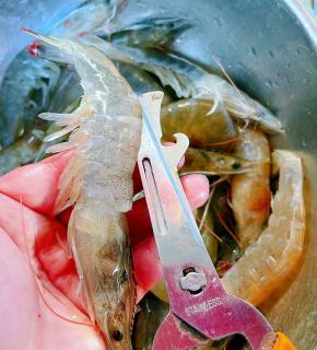 用剪刀将虾的背部剪开去除里面的泥线