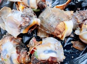 用锤子在红里螺外部锤几下 切记不要使劲锤把壳锤到肉肉里