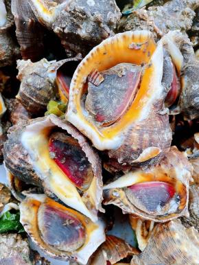 在市场看到鲜活的红里螺准备做一道鲜美的拿手好菜