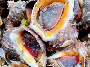 在市场看到鲜活的红里螺准备做一道鲜美的拿手好菜