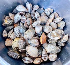 蚬子吐完沙子用清水清洗干净备用