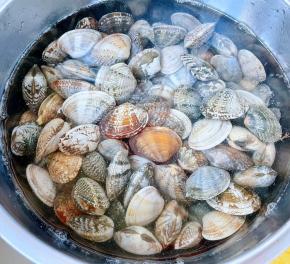 在市场买到鲜活的蚬子 回来倒入清水添加适量盐 让蚬子尽情的吐露沙子