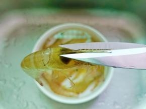  用剪刀把虾枪。