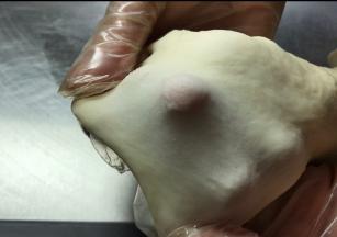 再取水油皮揉至扩展状态，撑开成膜，再用保鲜膜包裹醒15分钟