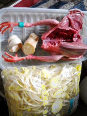 准备好乳鸽和黄豆芽。