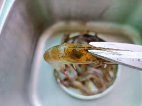 用剪刀把虾枪，虾须剪去。