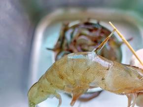 用牙签挑出虾肠。