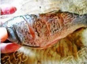 鲤鱼清理干净，鱼身两面划几刀，抹少许盐腌制。