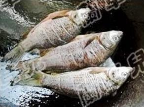 锅中油热，下鲤鱼两面煎黄，盛起。