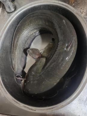 老公昨天晚上钓了好大一条鲶鱼，足足有二十来斤呢！