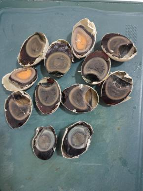 皮蛋对半切开！