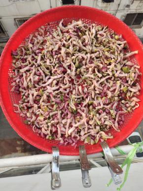 再次放在筛网里晾晒半天，把萝卜干表面水分晾干！