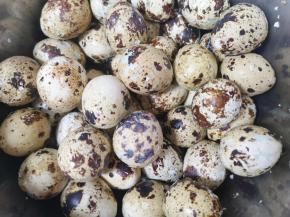 在盆上面盖一个大一点的盘子，上下使劲摇晃几十下，打开看到鹌鹑蛋都破皮了（如图）即可。